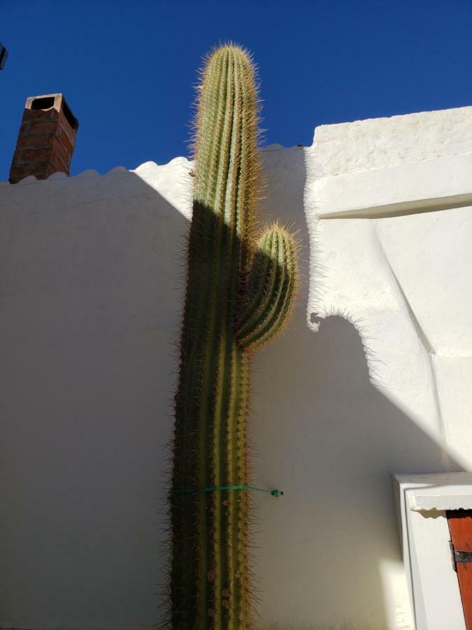 Hôtel Casa Cactus Cafayate Extérieur photo